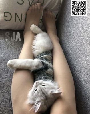 洛丽塔无删减版